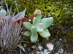 Sedum corynephyllum