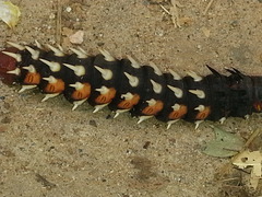 Bunaea alcinoe