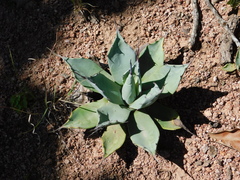 Agave flexispina