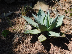 Agave flexispina