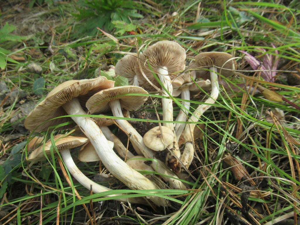 Hebeloma mesophaeum · August 2025 · photo: © smsergey (iNaturalist, cc-by-nc)