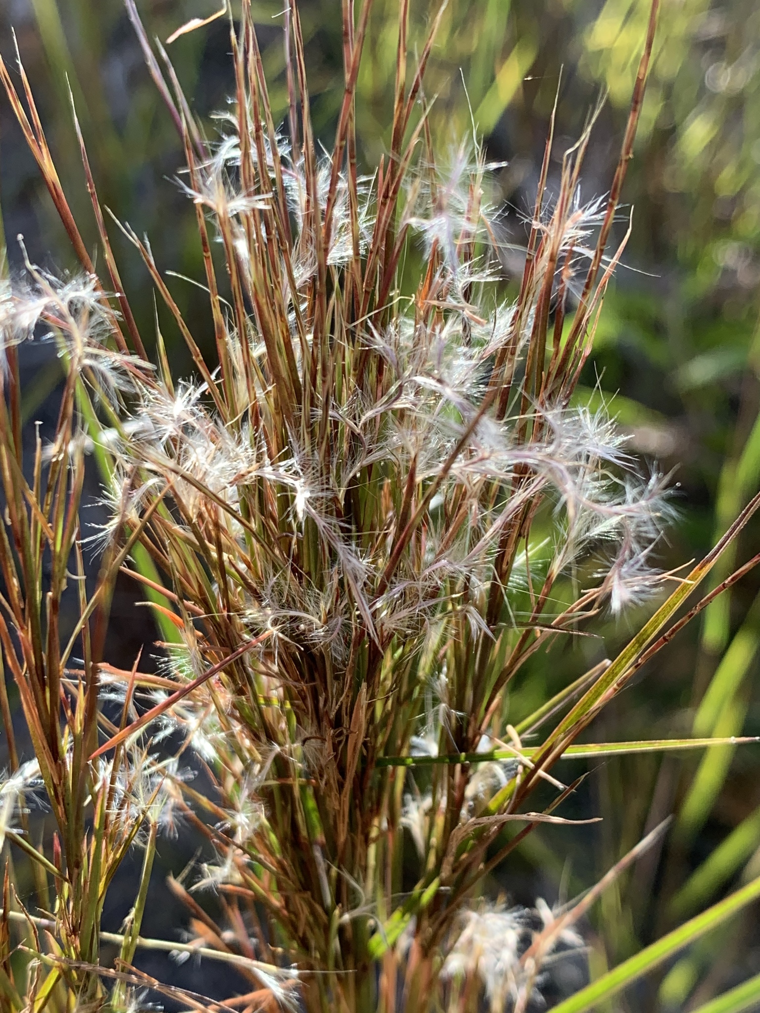 Schizachyrium condensatum