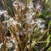 Beardgrass - Photo (c) ka_y_ak, some rights reserved (CC BY-NC), uploaded by ka_y_ak