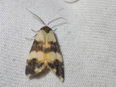 Thallarcha chrysochares