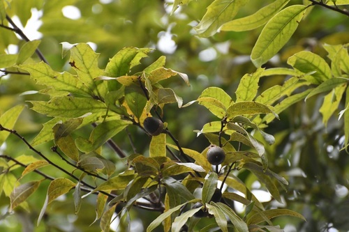 Quercus acatenangensis