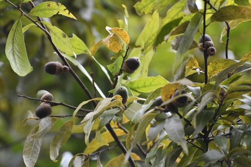 Quercus acatenangensis