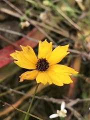 Coreopsis gladiata