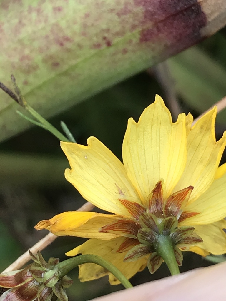 Coastal Plain Tickseed
