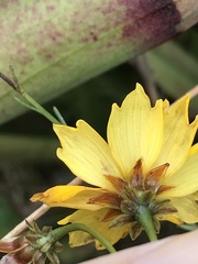 Coreopsis gladiata