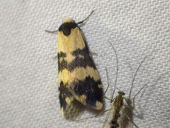 Thallarcha chrysochares