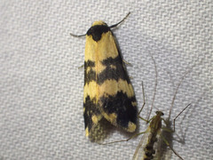 Thallarcha chrysochares