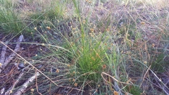 Rhynchospora chapmanii