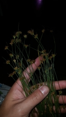 Rhynchospora chapmanii