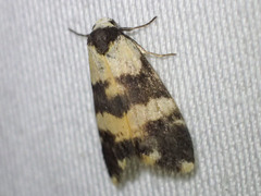 Thallarcha chrysochares