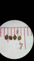 Rhynchospora chapmanii