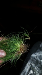 Rhynchospora chapmanii