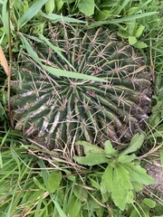 Ferocactus macrodiscus macrodiscus