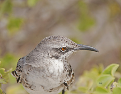 Mimus macdonaldi
