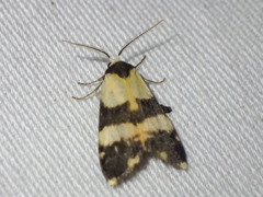 Thallarcha chrysochares