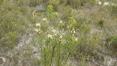 Petrophile canescens