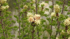 Petrophile canescens