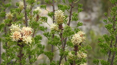 Petrophile canescens