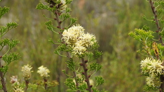 Petrophile canescens