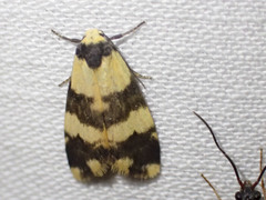 Thallarcha chrysochares