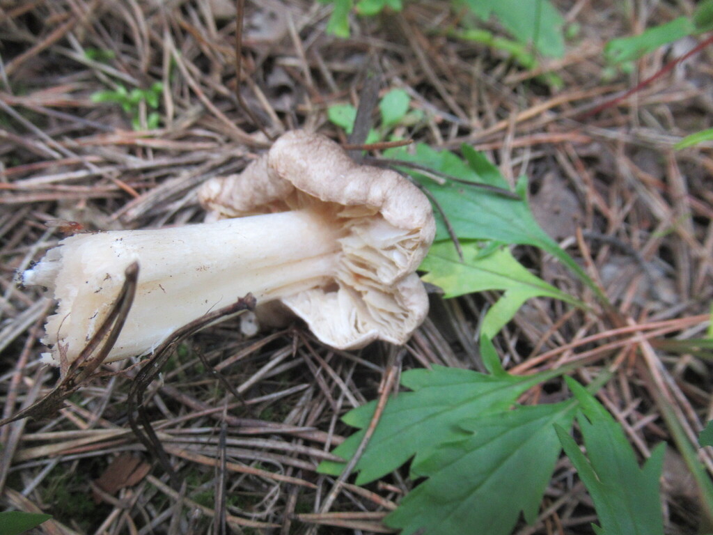 Tricholoma terreum · August 2025 · photo: © smsergey (iNaturalist, cc-by-nc)
