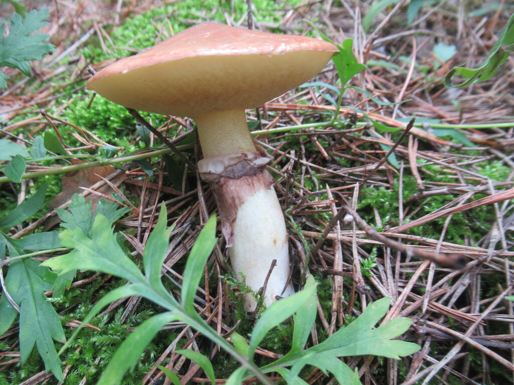 Suillus luteus · August 2025 · photo: © smsergey (iNaturalist, cc-by-nc)