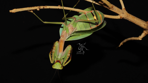 Chinese Reddish Mantis