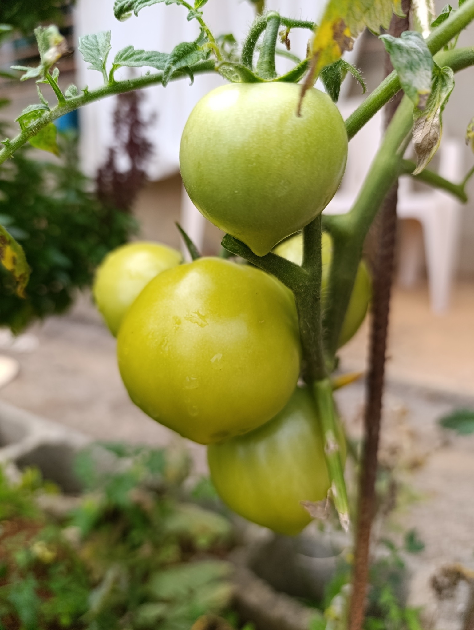Solanum lycopersicum