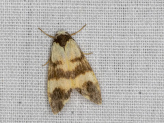 Thallarcha chrysochares