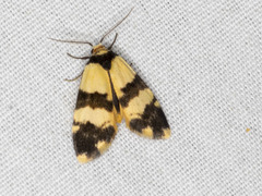 Thallarcha chrysochares