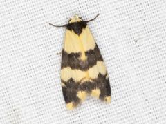 Thallarcha chrysochares