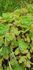 Aeonium haworthii