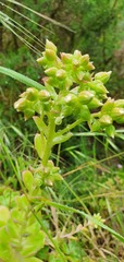 Aeonium haworthii