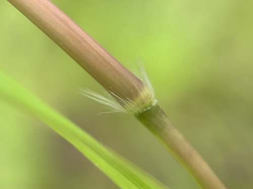Imperata cylindrica