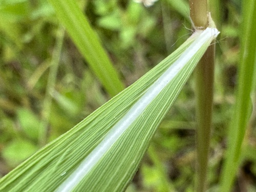 Imperata cylindrica