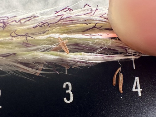 Imperata cylindrica