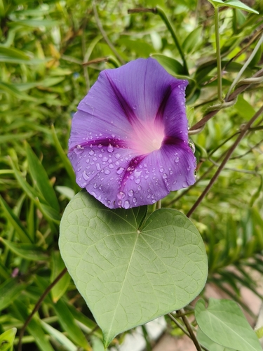 common morning-glory
