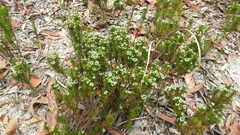 Platysace ericoides