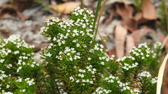 Platysace ericoides