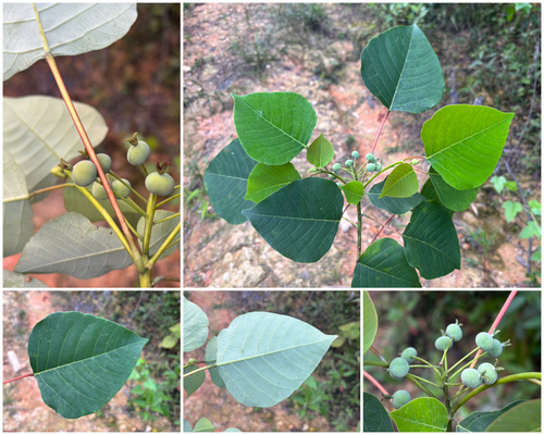 Homalanthus populneus observed 2025-08-28