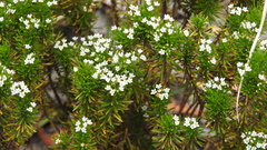 Platysace ericoides