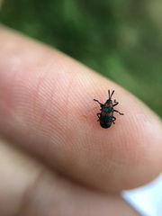 Microrhopala pulchella