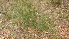 Notelaea linearis