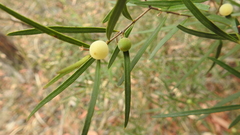 Notelaea linearis