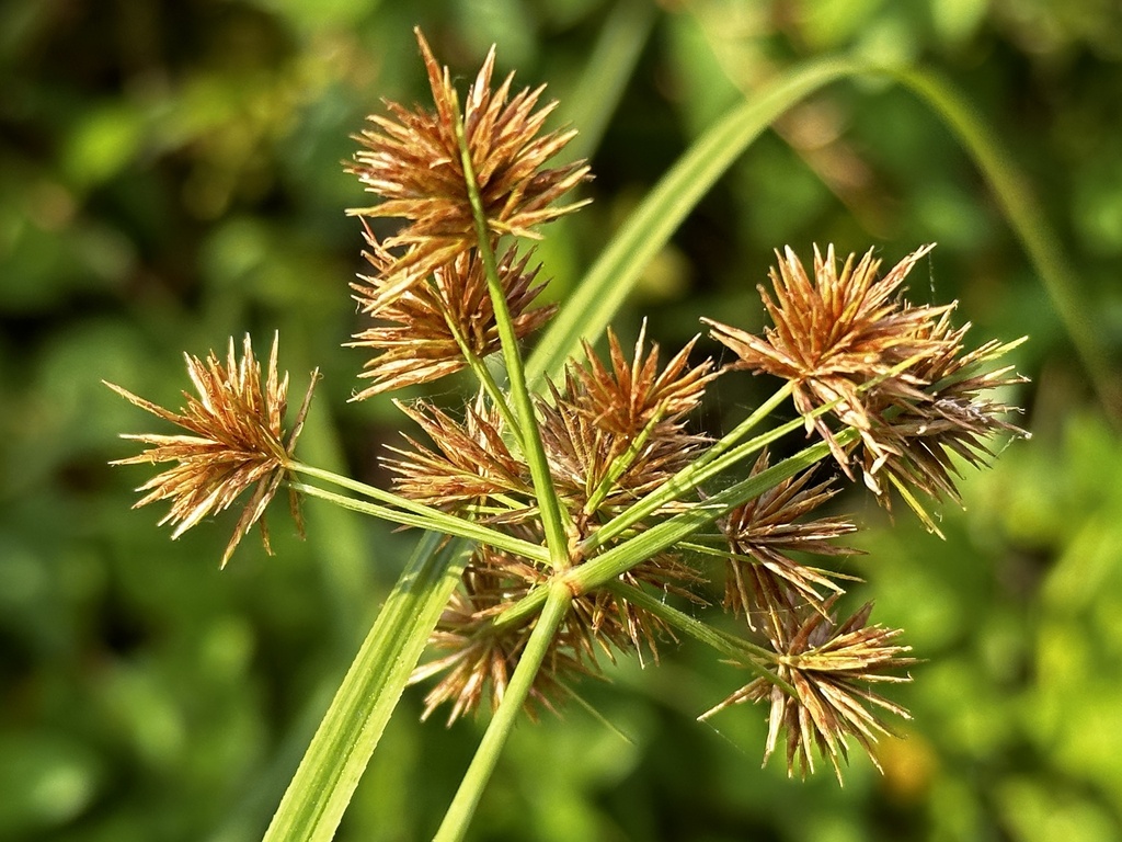 Cói cạnh – Cyperus compactus