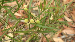 Notelaea linearis